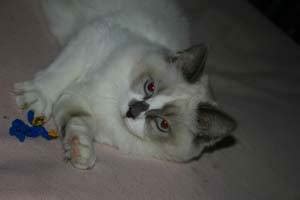 5 female cats for sale Moncton 21072023 From first to last picture 1. . Kittens for sale moncton